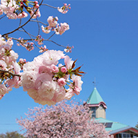 桜とふれあい交流館