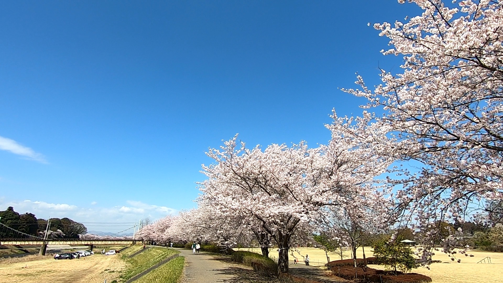 2023sakura